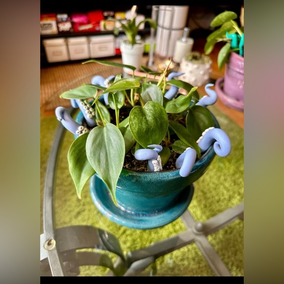 8 Baby Blue Sea Creature Tentacles 🦑Decor Tentacle Unique Modern Indoor Plant - Picture 10 of 10